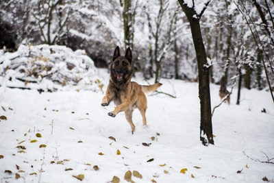 In the German shepherd dog running on snow
